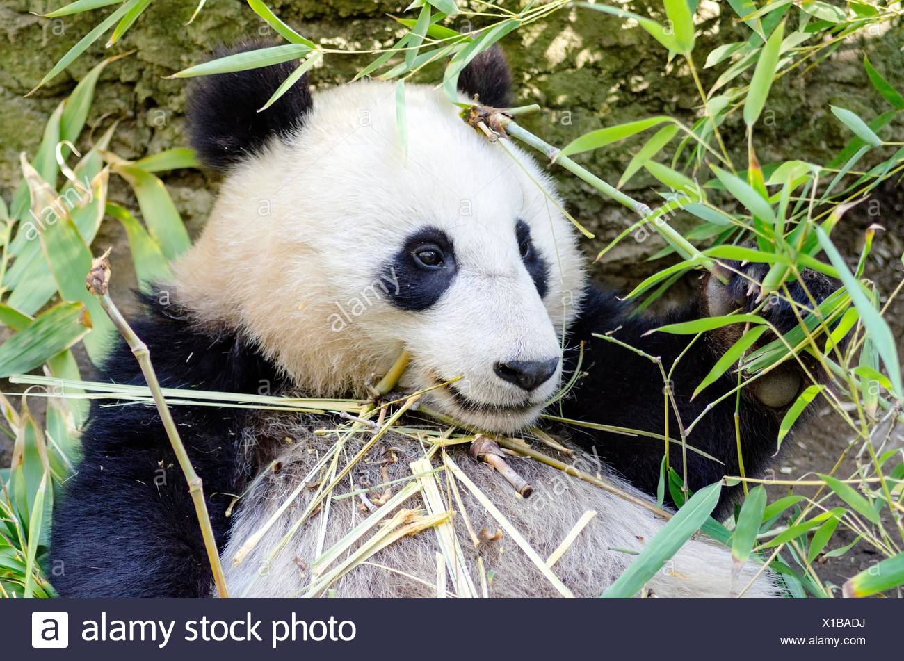 Un Lindo Bebe Perezoso Gigante Adorable Oso Panda Comiendo Bambu El Ailuropoda Melanoleuca Se Distingue Por Las Grandes Manchas Negras Alrededor De Sus Ojos Las Orejas Y A Traves De Su Cuerpo