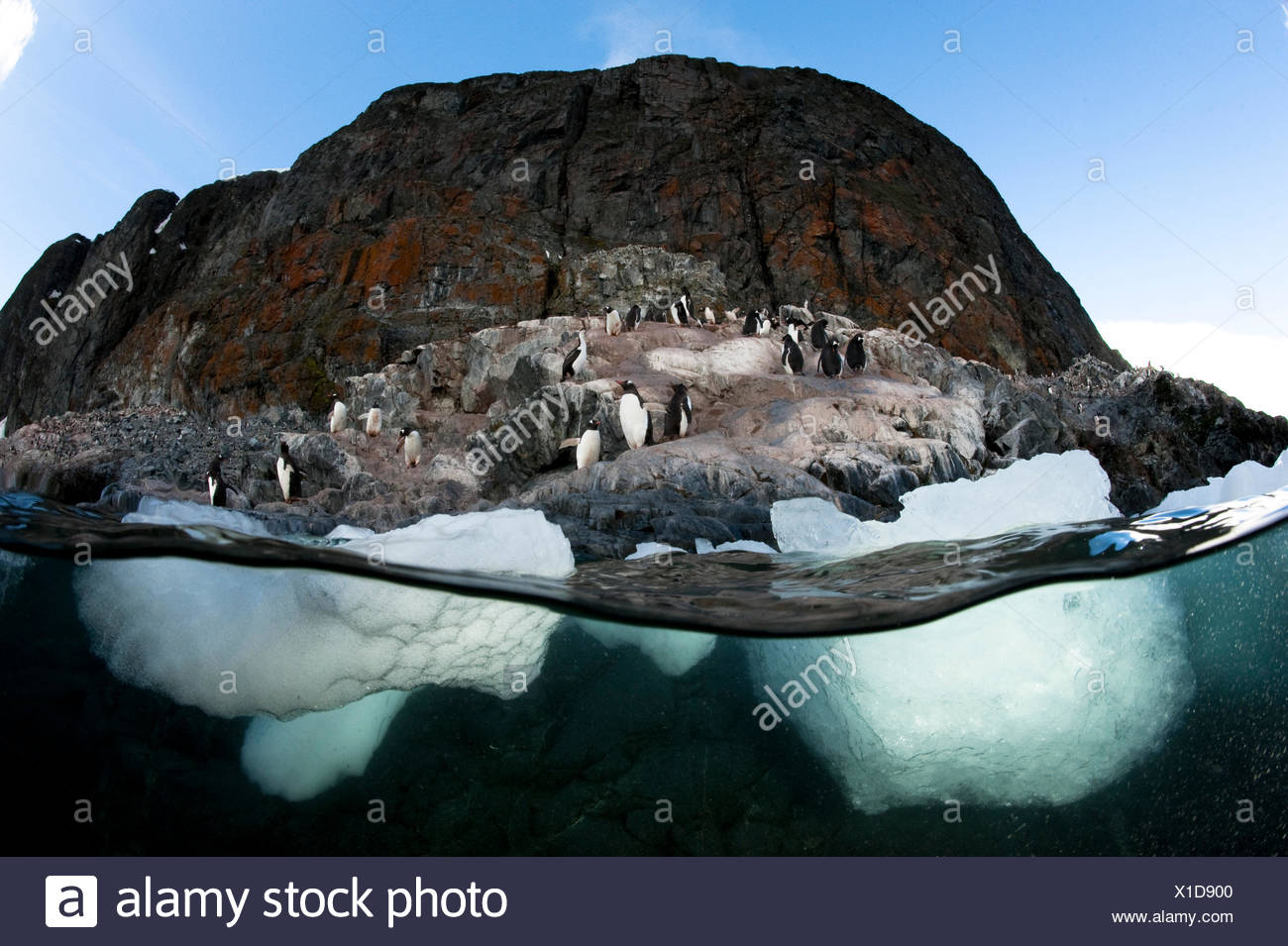 Pingüino de Gentoo Foto de stock