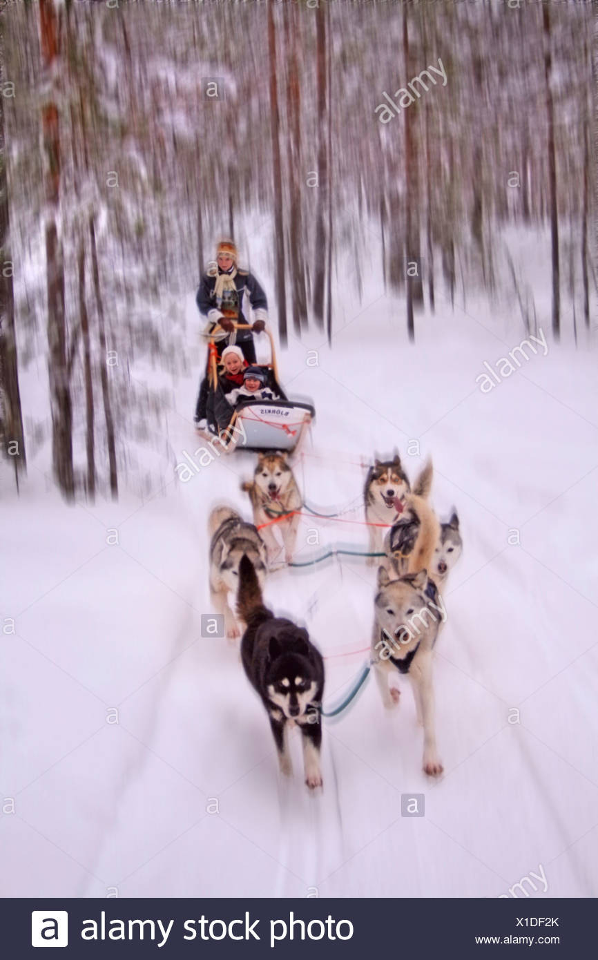 Husky Siberiano Canis Lupus Familiaris F Husky Safari Safaris En Kuusamo Finlandia Kuusamo Fotografia De Stock Alamy