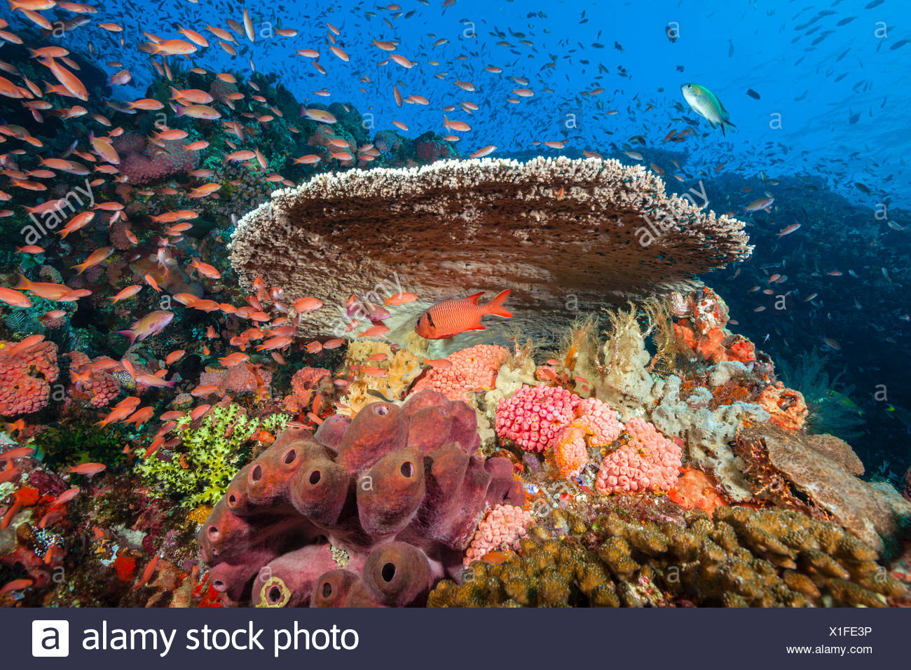 Arrecifes de coral coloreados, el Parque Nacional de Komodo (Indonesia) Foto de stock