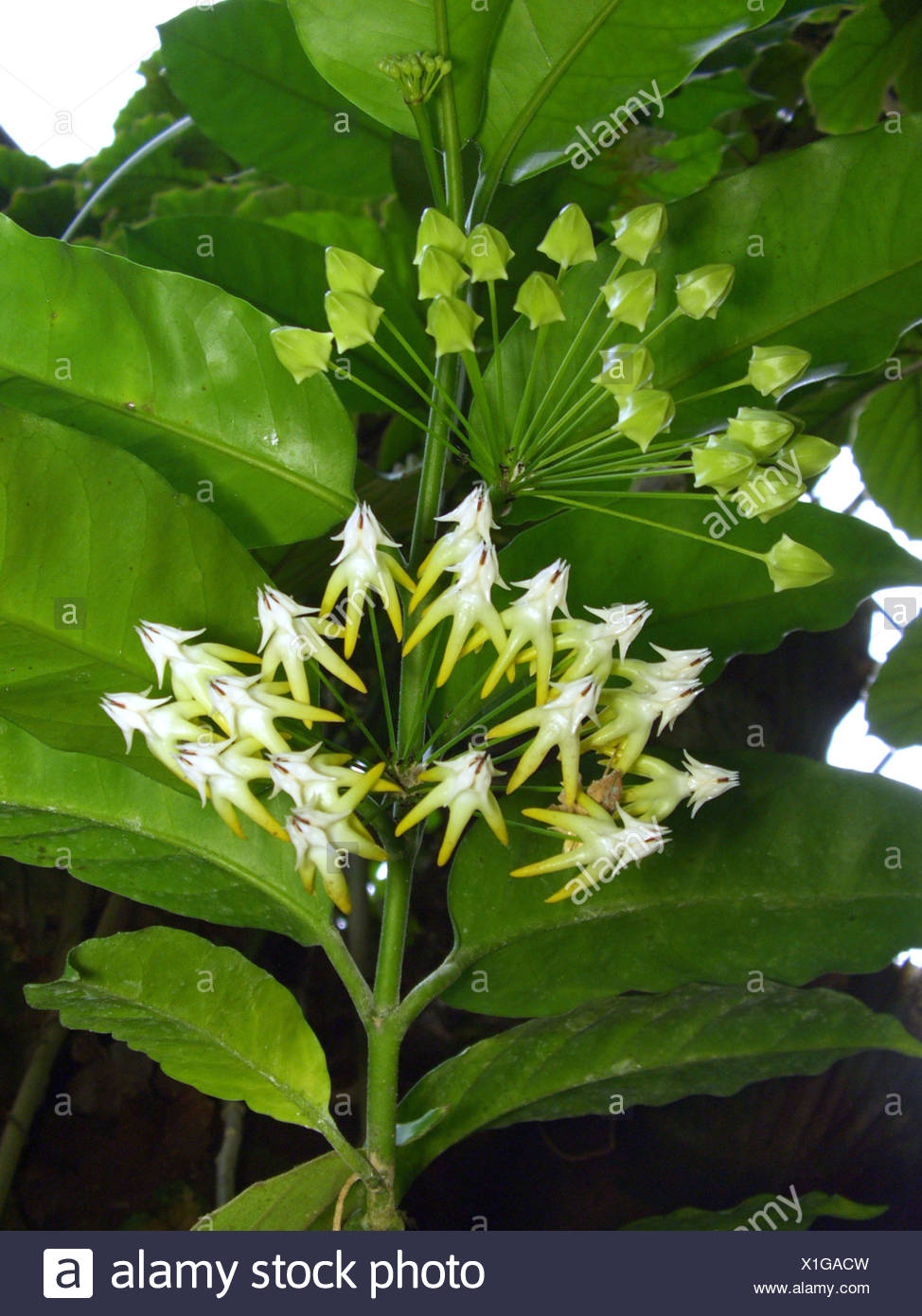 Muchos De Flor De Cera Muchas Plantas De Flor Flor De Cera