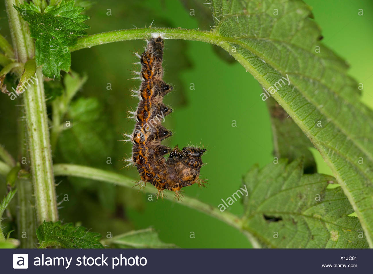 Coma (Polygonia c-album, Coma c-album, Nymphalis c-album), Caterpillar pupating, Alemania Foto de stock