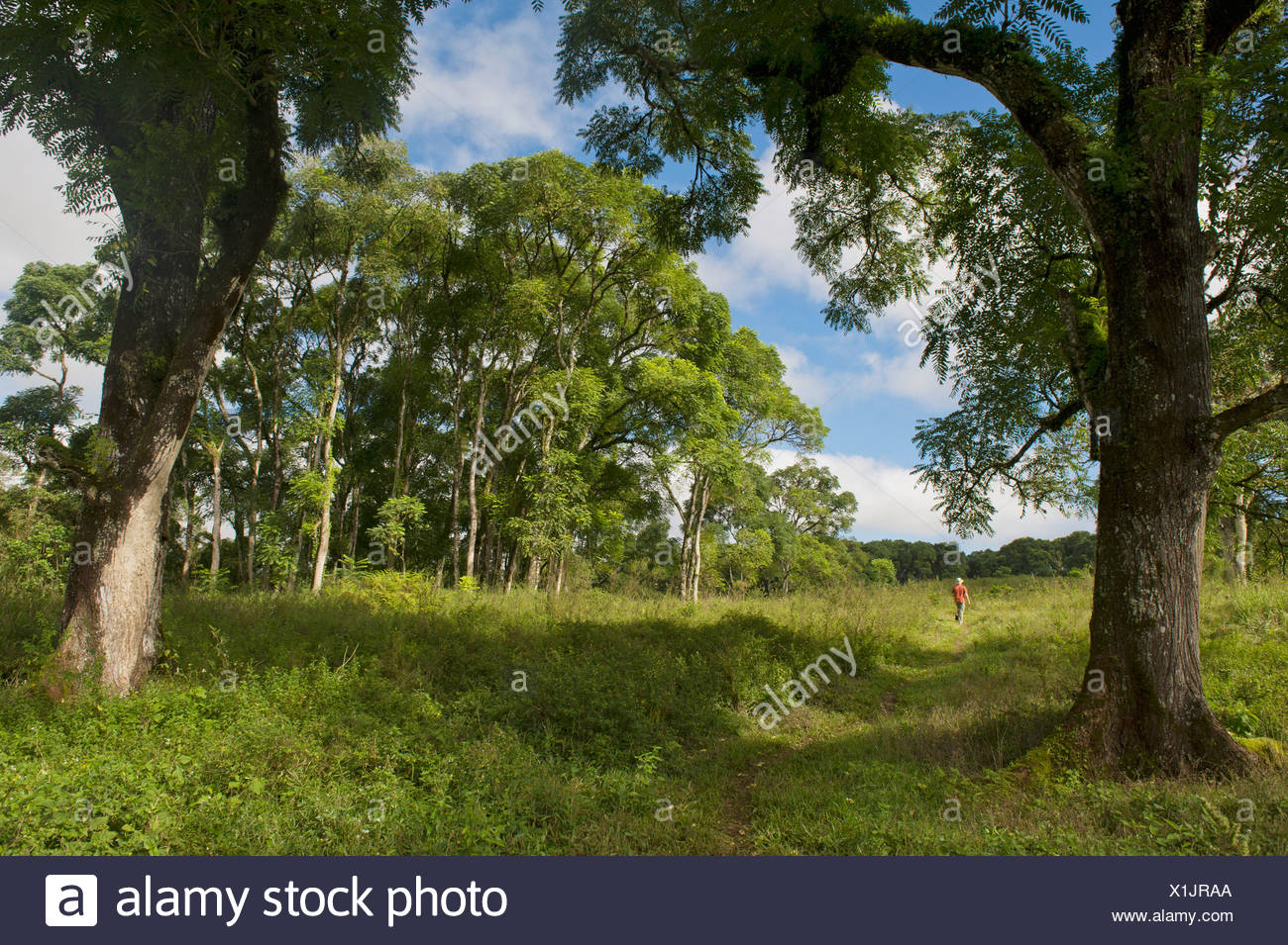 Una persona caminando por un sendero a través de los árboles; la isla Santa Cruz, Galápagos, Ecuador Foto de stock