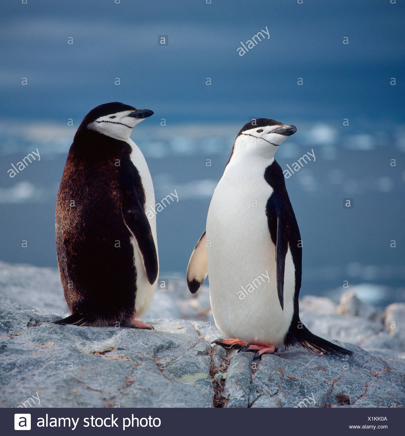 Pingüino barbado Foto de stock