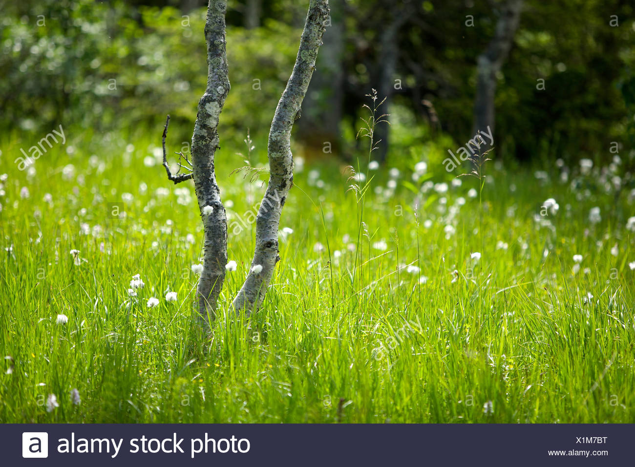 Abedules De Montana En Medio De Hermosos Paisajes Y Jardines Prado Fotografia De Stock Alamy