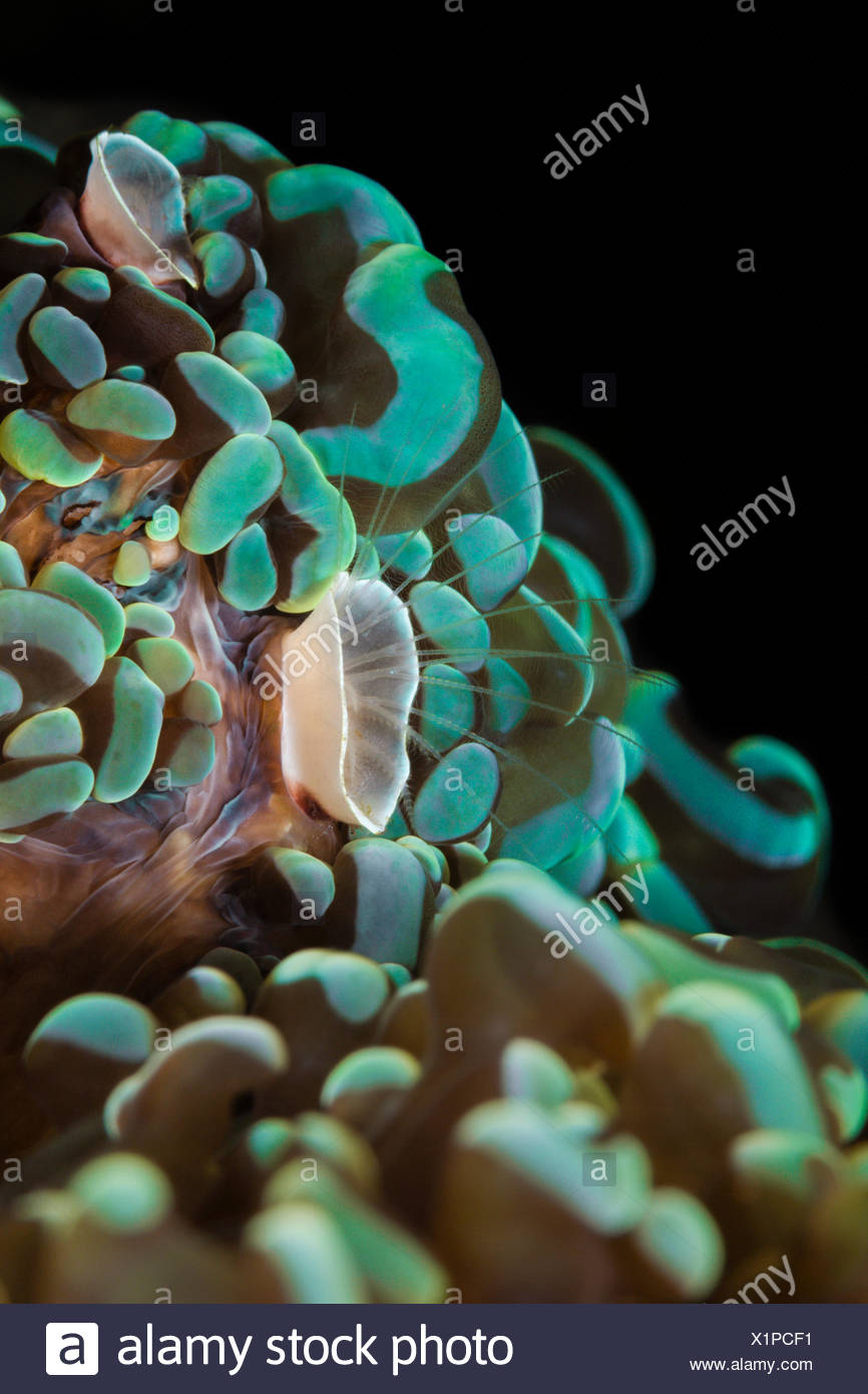 Percebe, Pyrgomatide de coral, el Parque Nacional de Komodo (Indonesia) Foto de stock