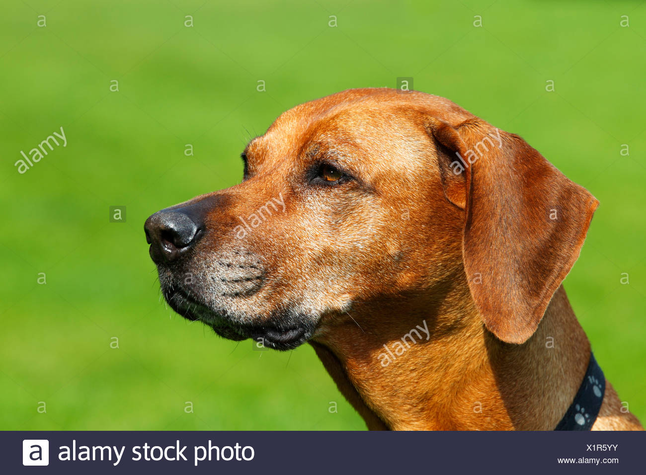 Ridgeback de Rhodesia, hembra del perro (Canis lupus familiaris), Retrato Foto de stock