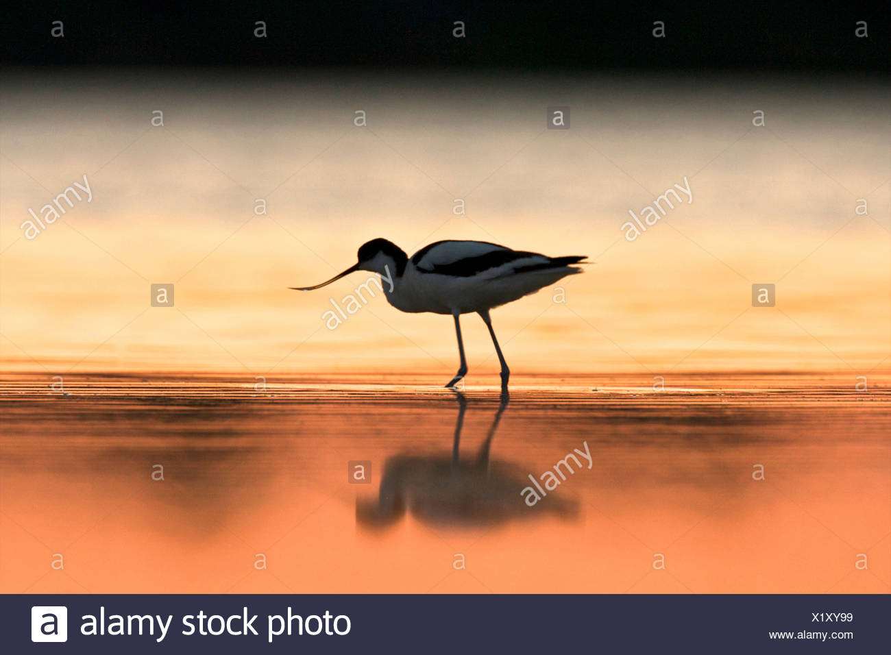 Un avocet al amanecer, Región de Oristano, en Cerdeña, Italia Foto de stock