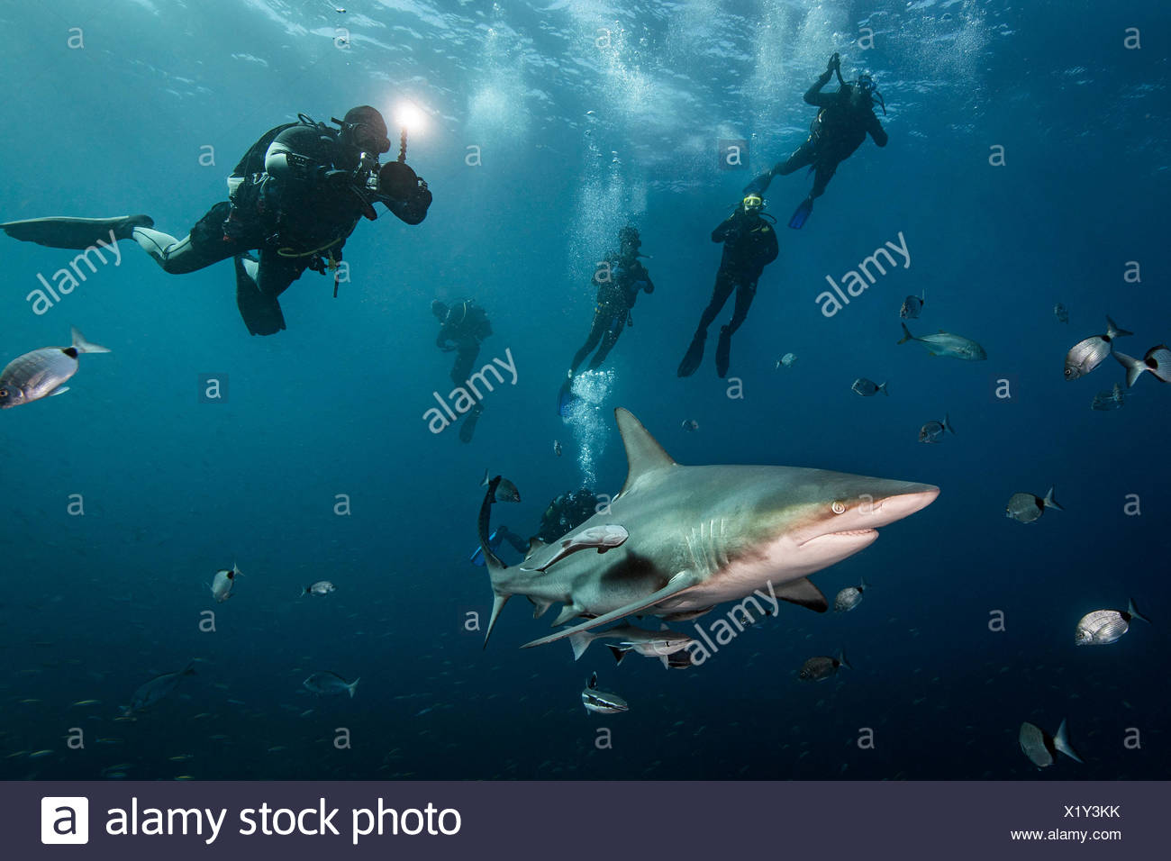 Los buceadores' encuentro con gran tiburón macuira oceánico (Carcharhinus limbatus), Aliwal Shoal, Sudáfrica Foto de stock