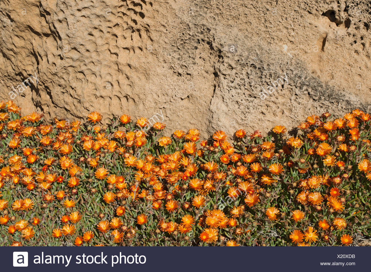 Las plantas de piedra (Aizoaceae), península de Sinis, Oristano, Cerdeña, Italia, Europa Foto de stock