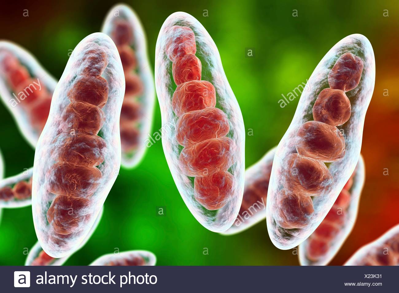 Hongo De Pie De Atleta Fotos e Imágenes de stock Alamy