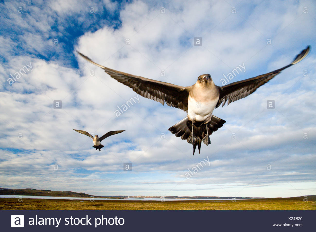 Jaegers parasitarias (Stercorarius parasiticus) defendiendo un nido cercano, Nunavut, Ártico Canadiense Foto de stock