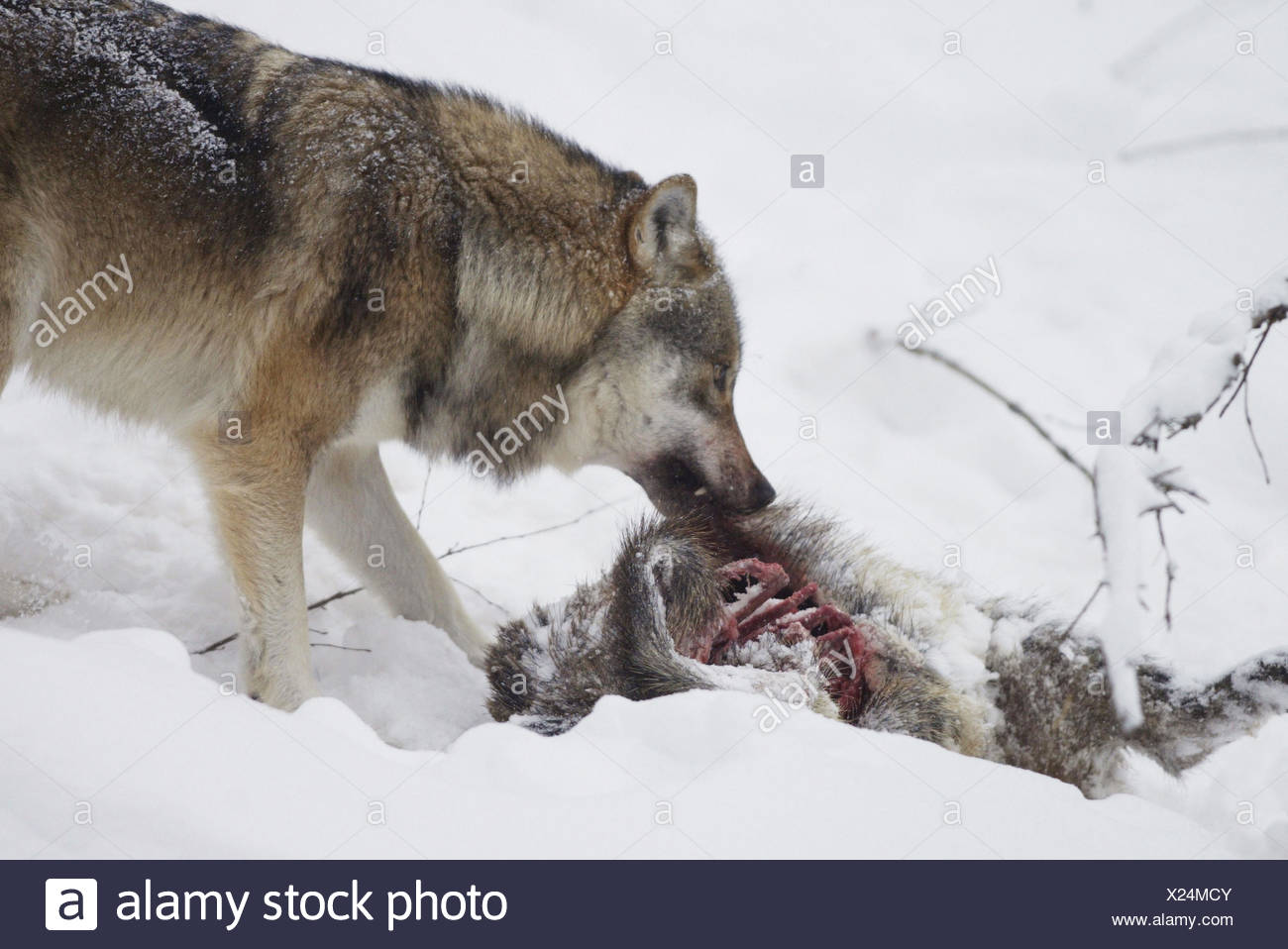 Gabinetes Lobo Gris Canis Lupus Presas Comer Detalle Invierno Animales Salvajes Animales Mamiferos Depredador El Lobo El Lobo La Caza La Presa La Ingestion El Frio La Temporada Fotografia De Stock