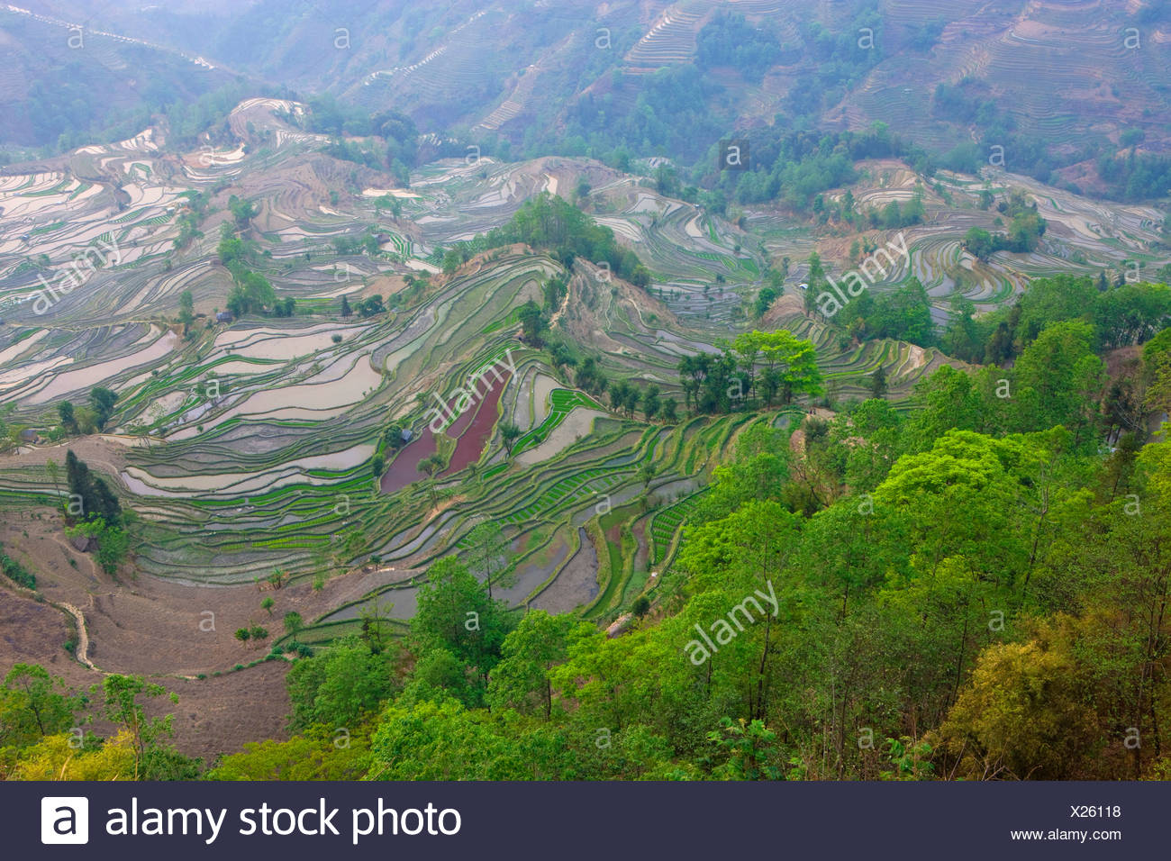 Yuanyang China Asia Terrazas De Arroz Cultivo De Arroz
