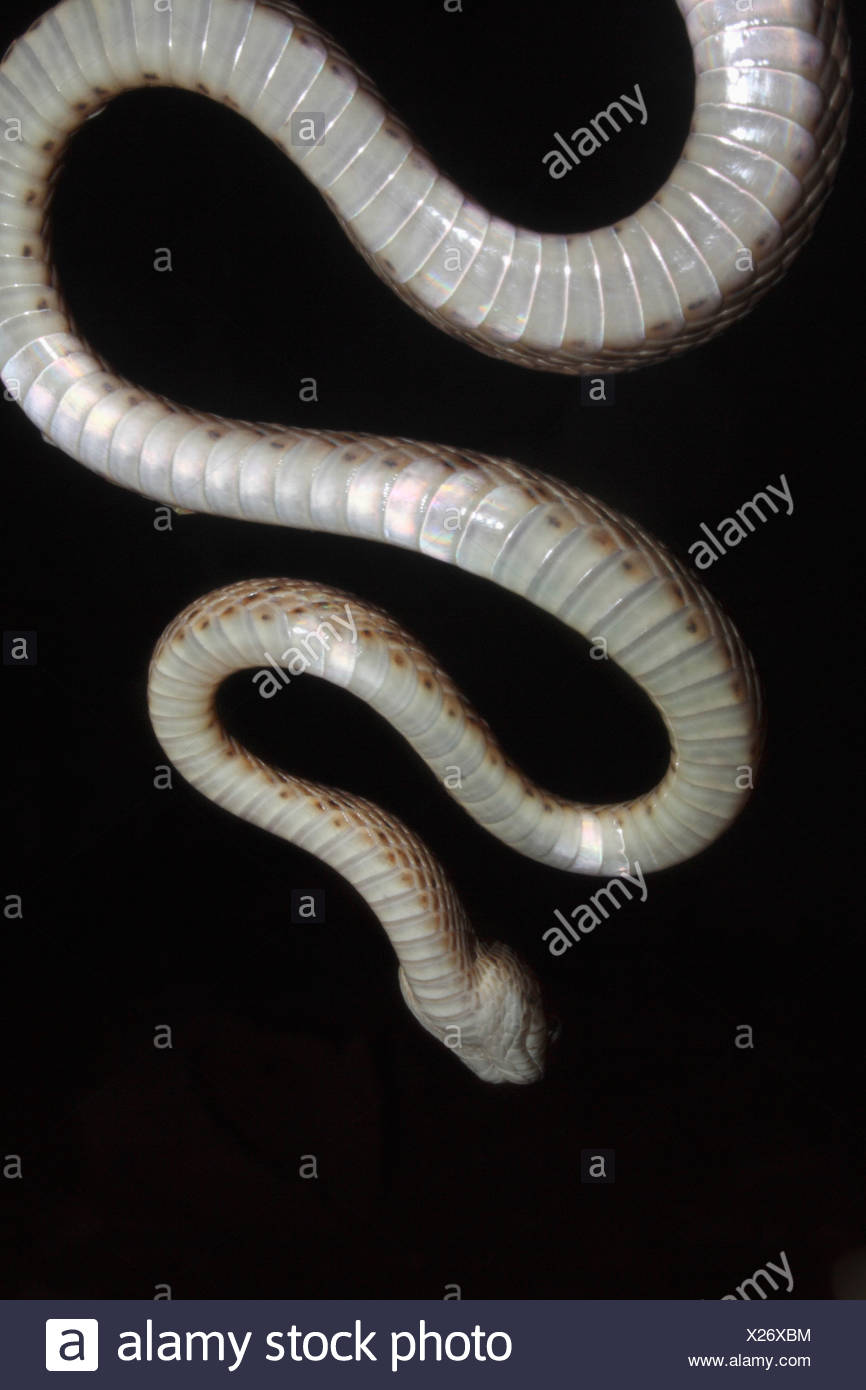 Gato común serpiente Boiga trigonata levemente venenosas, gato común snake envés blanquecino tan diminutas manchas plateadas Foto de stock