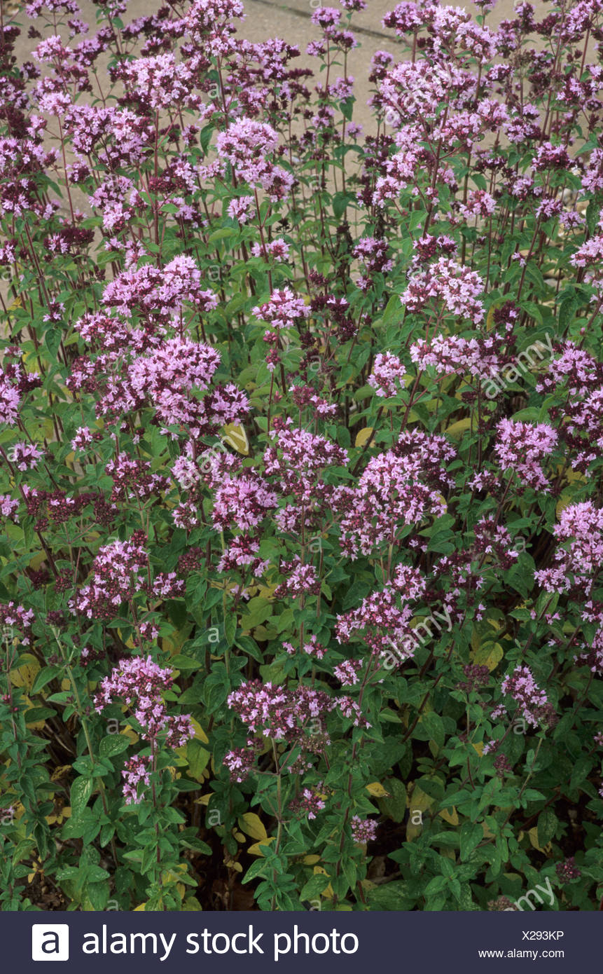 Origanum onites Foto de stock