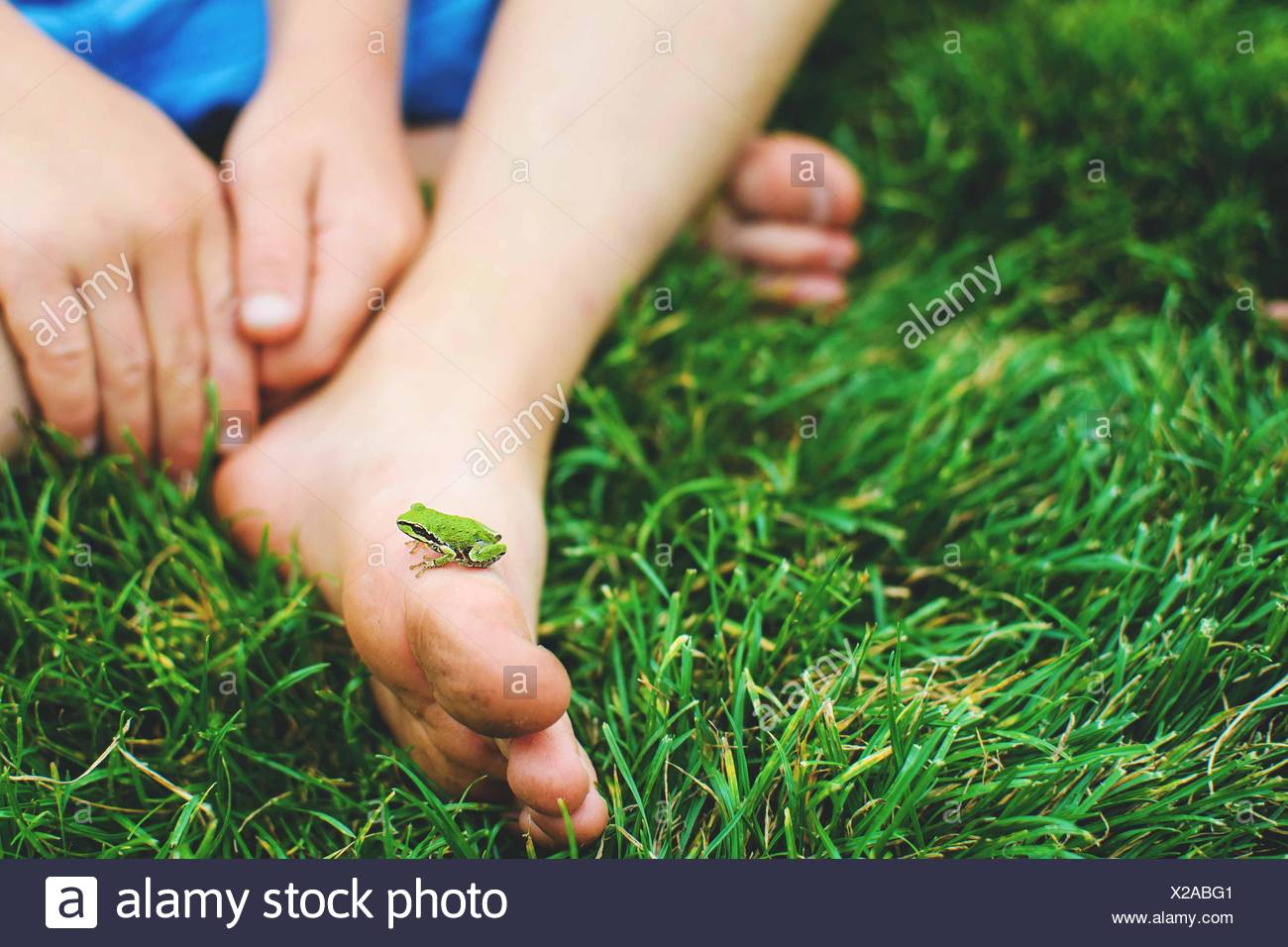 Primer plano de una rana en miniatura a pie de un niño Foto de stock