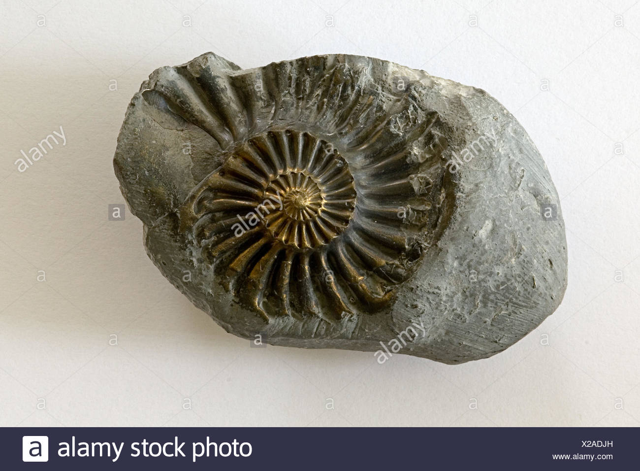 Piedra Tiempos Primitivos Animales Petrificados Fosiles Fosilizacion Tazon De Caracol En Espiral Fotografia De Stock Alamy
