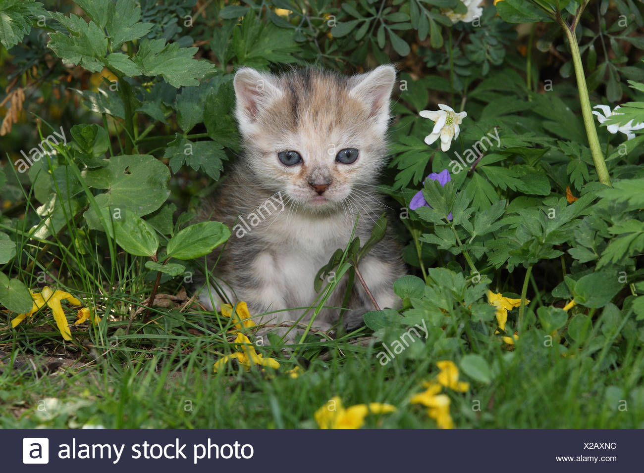 Gato, jóvenes, sentarse, Pradera, jardín, animales, mamíferos, mascotas, gatos pequeños, Felidae, domestica, Casa gato, animal joven, gatito, pequeño, torpe, torpe, impotentes, dulcemente, jugar, curiosidad, flores, plantas, hervorschauen individualmente, por sí solos, los animales jóvenes, los animales, la naturaleza, el bebé fuera, Foto de stock