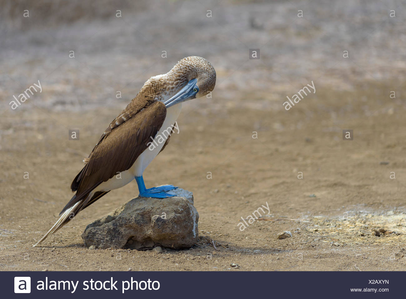 Piqueros de patas azules (Sula nebouxii) acicalarse las plumas, de pie en la piedra, la Isla de la Plata, el Parque Nacional Machalilla Foto de stock