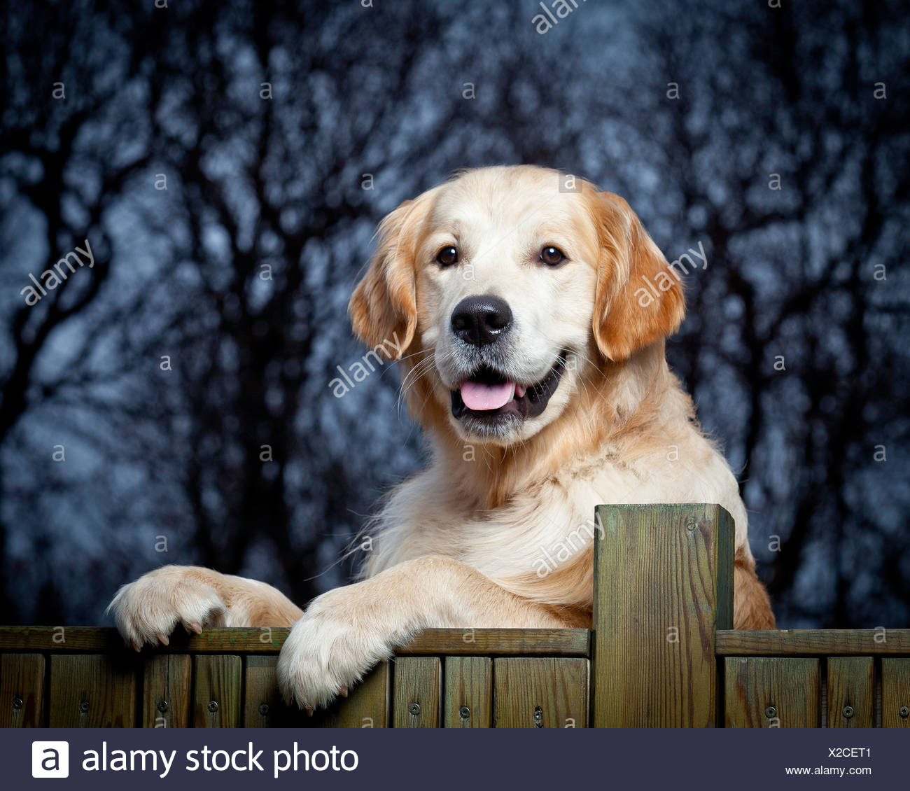 Resultado de imagen para GUIA golden retriever
