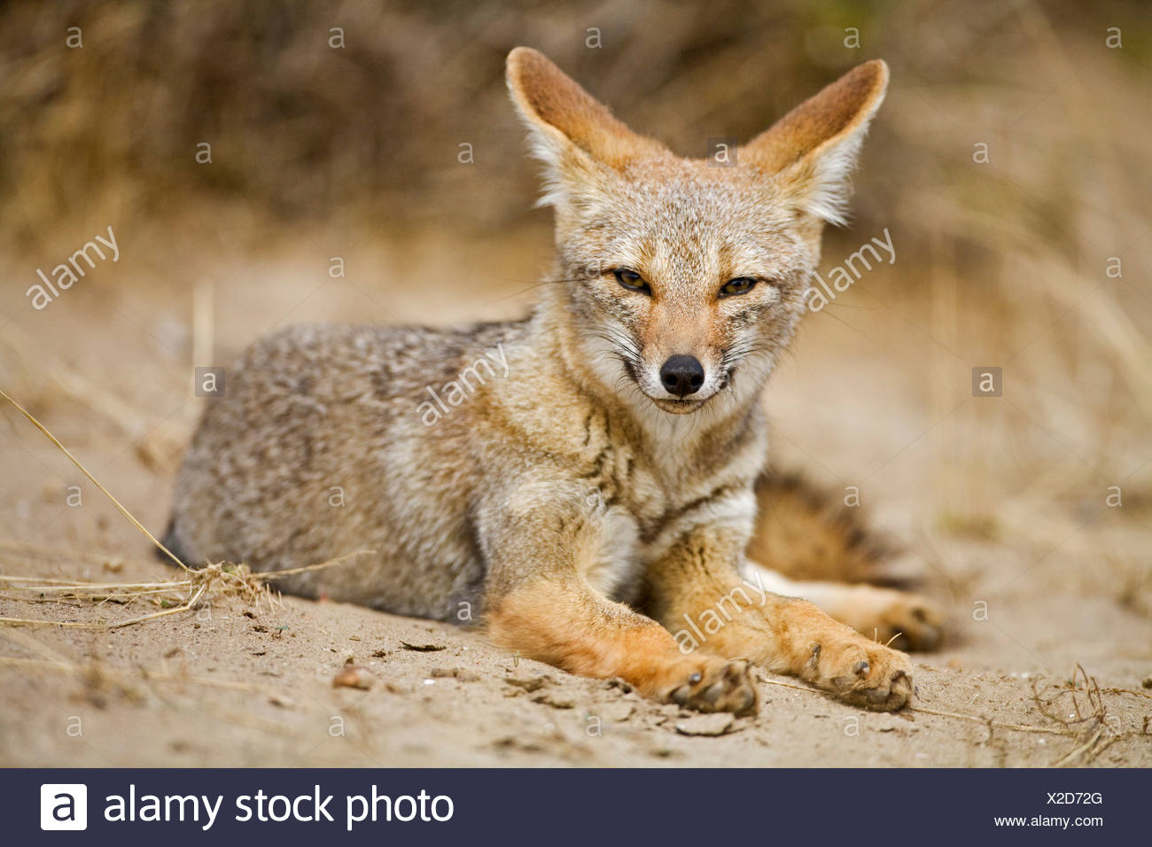 54 Koleksi Gambar Fauna Khas Neartik HD Terbaru