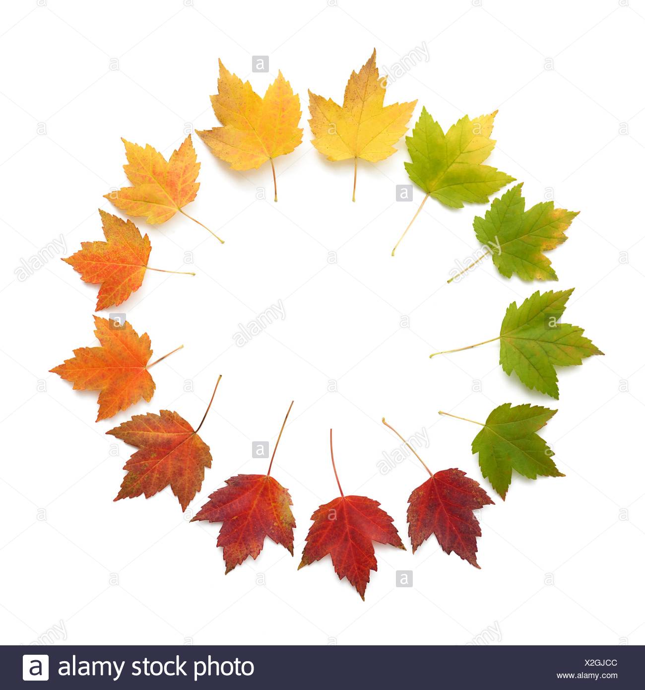Hojas de otoño en un círculo, Foto de estudio. Foto de stock