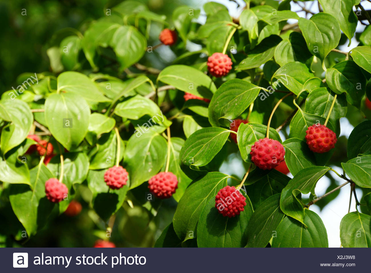 Fruto De Un Arbol De Fresa Fotografia De Stock Alamy