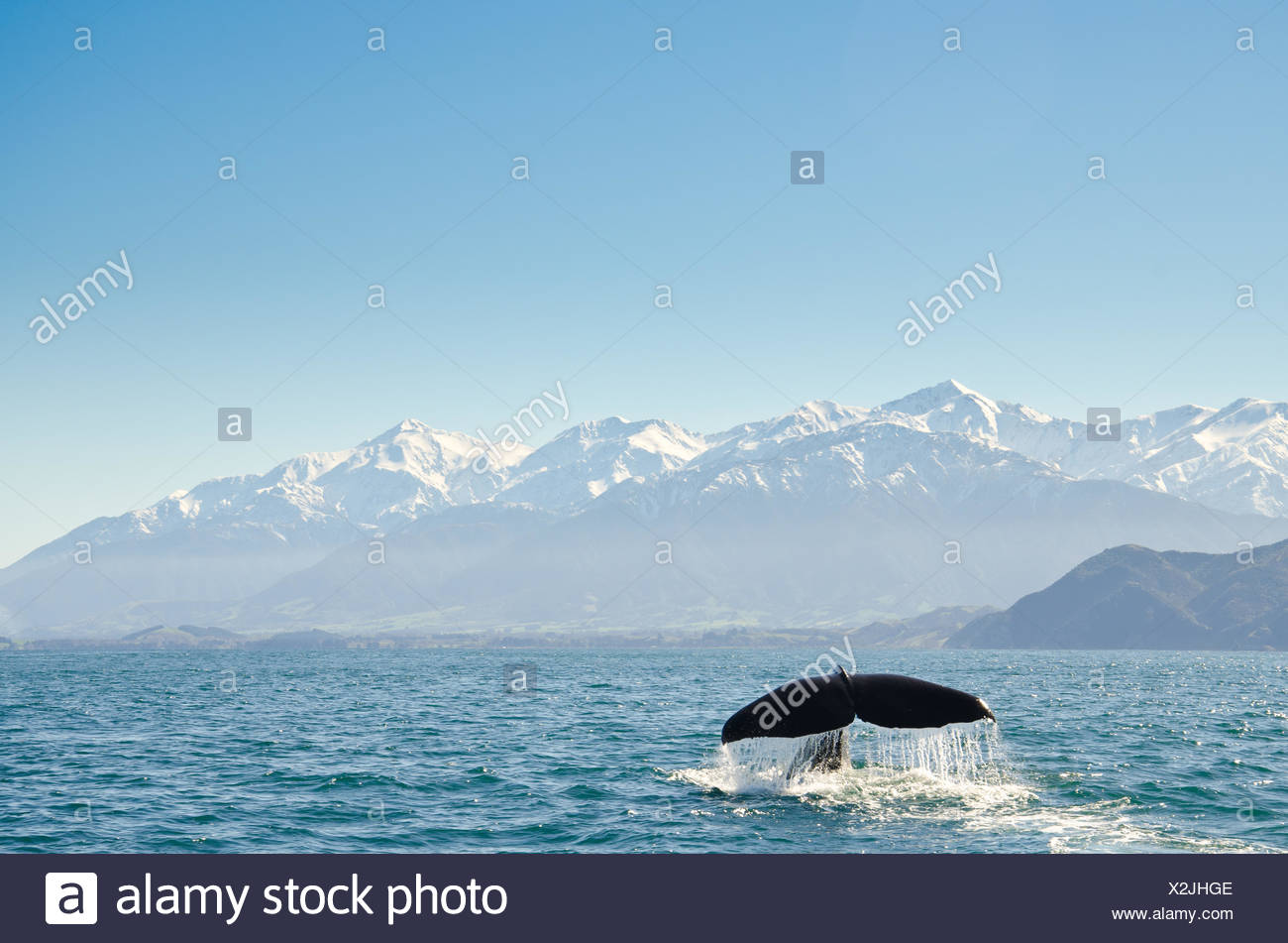 Cola de ballena fluke en el océano, Kaikoura, Canterbury, isla del sur, Nueva Zelanda Foto de stock