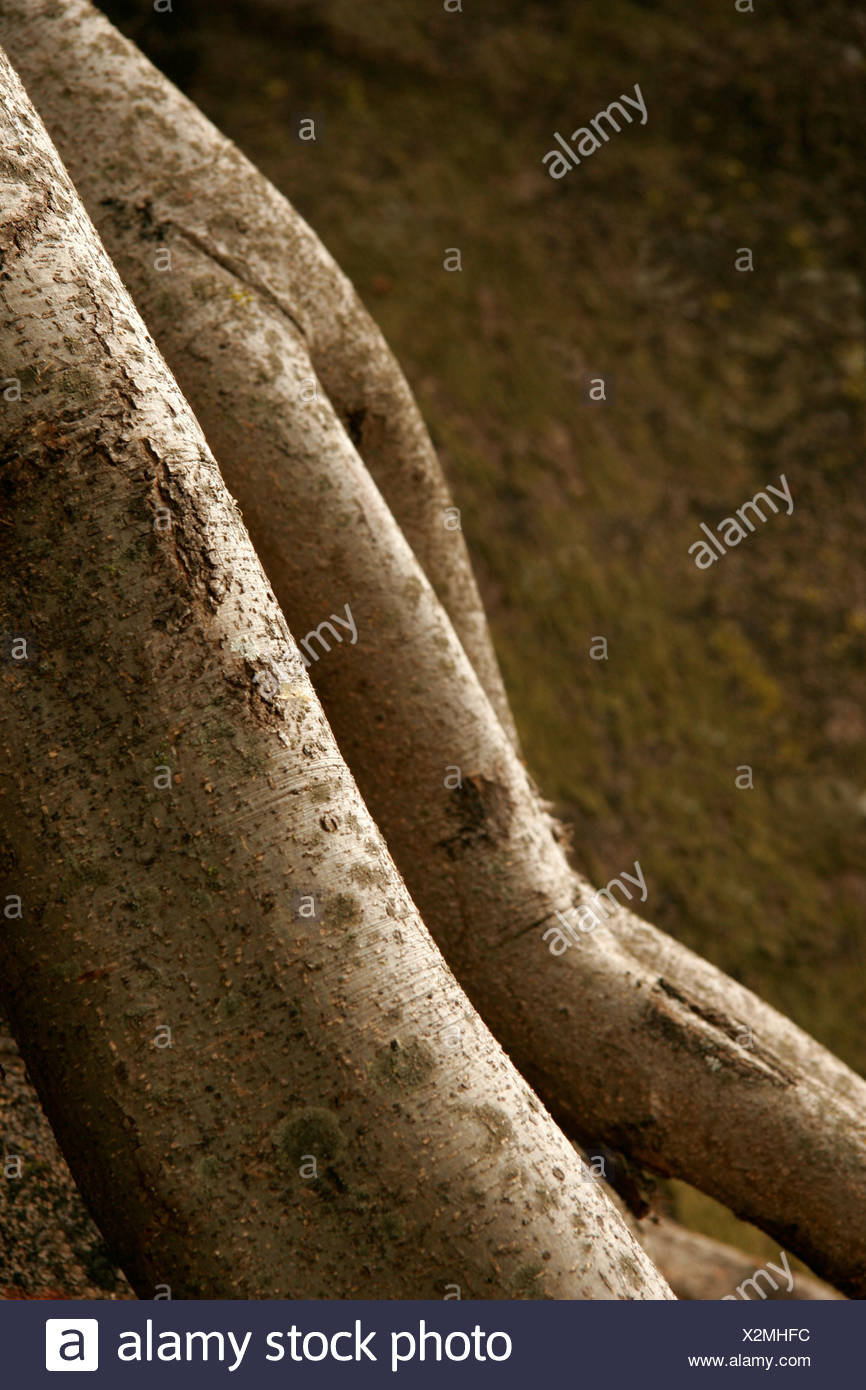 Abstract en la naturaleza ; el tronco de un árbol con la forma de las caderas y las piernas de una mujer desde atrás Foto de stock