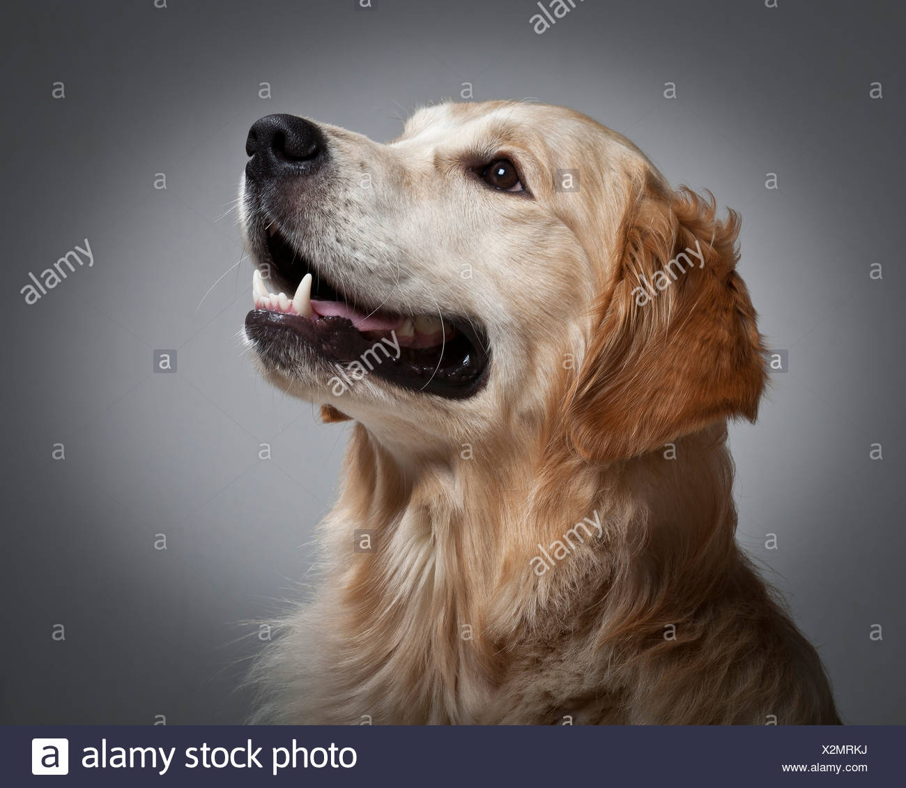 Resultado de imagen para GUIA golden retriever
