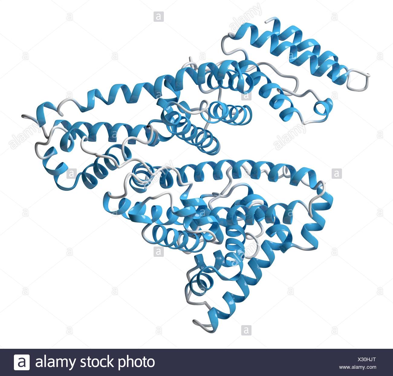 La Albúmina Sérica Humana (ASH) proteínas. La proteína más abundante en el  plasma sanguíneo humano Cartoon modelo, estructura secundaria (hélices  coloración azul Fotografía de stock - Alamy