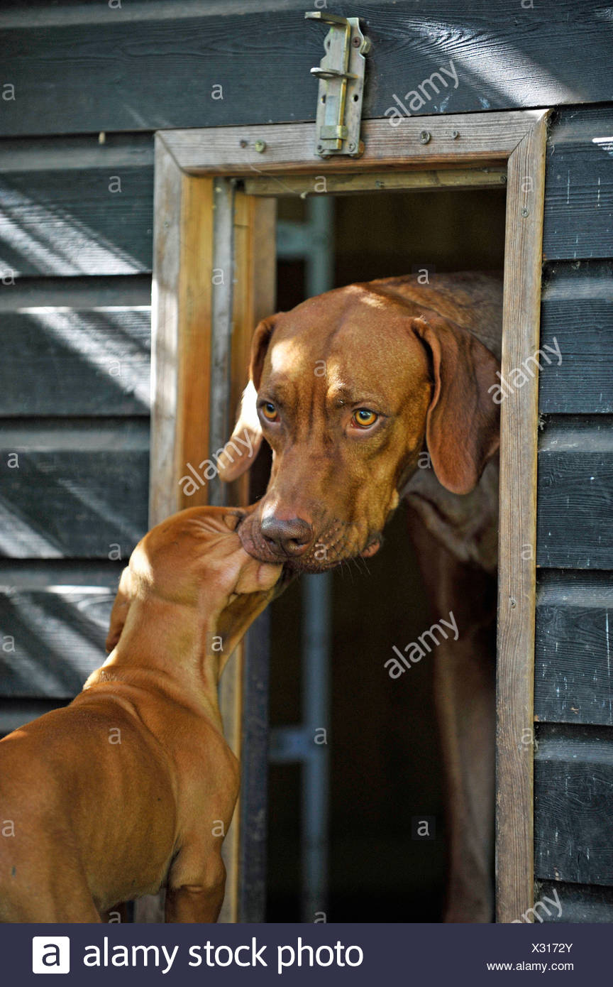 es un Ridgeback de Rodesia Azul o Rosa Baby Body o Mi hermana hermano mayor