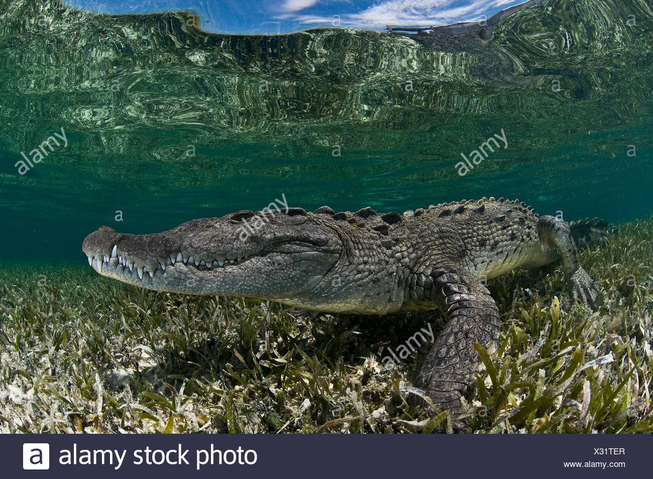 Vista lateral del submarino de cocodrilo sobre algas marinas en aguas poco profundas, el Atolón de Chinchorro, Quintana Roo, México. Foto de stock