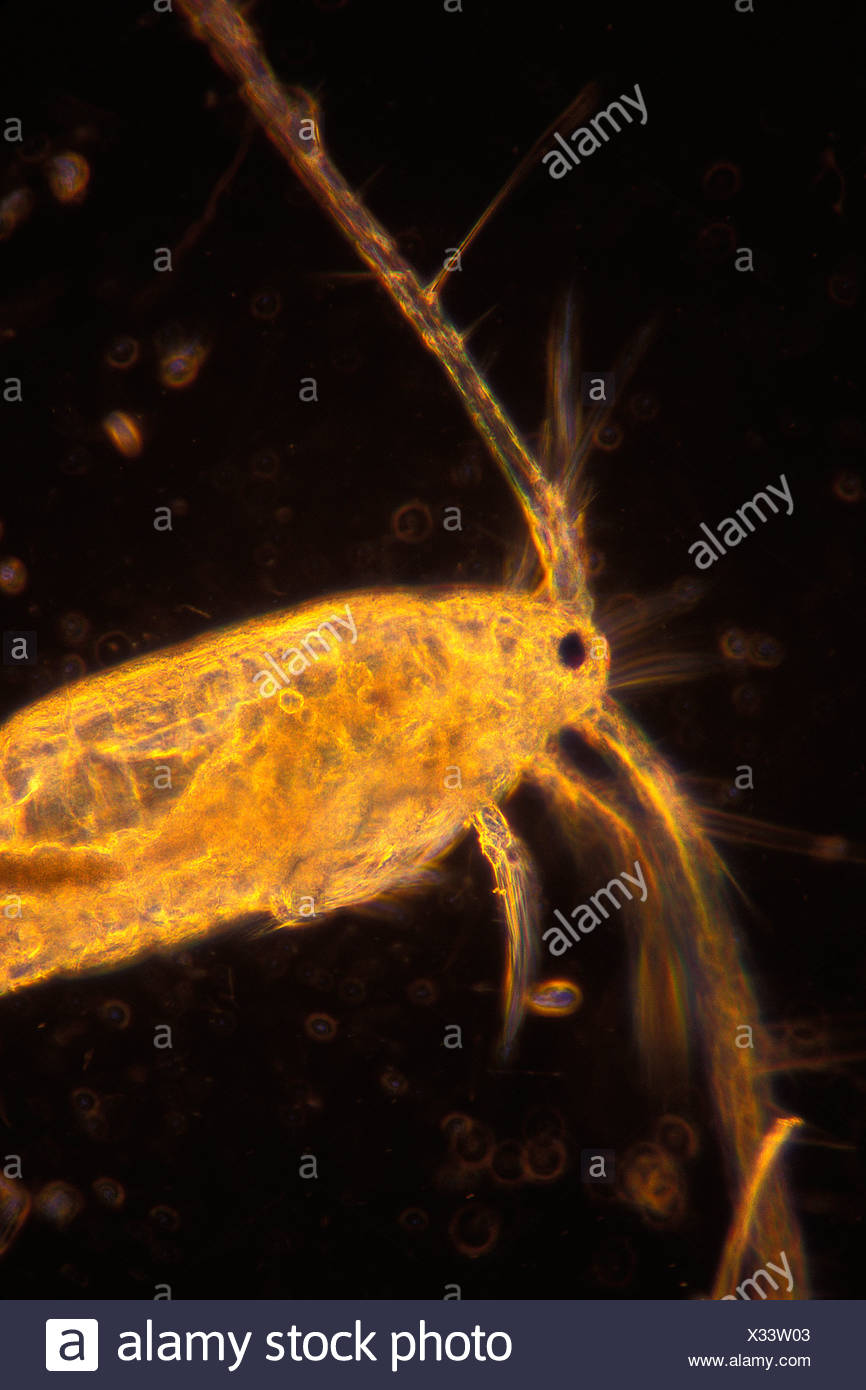 De copépodos planctónicos bajo microscopio óptico Copepoda Foto de stock
