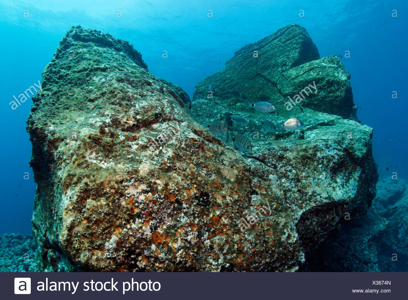Rock con Acorn percebes (Balanus trigonus) y africanos Pargo blanco o Sargo (Diplodus sargus cadenati), Madeira, Portugal Foto de stock