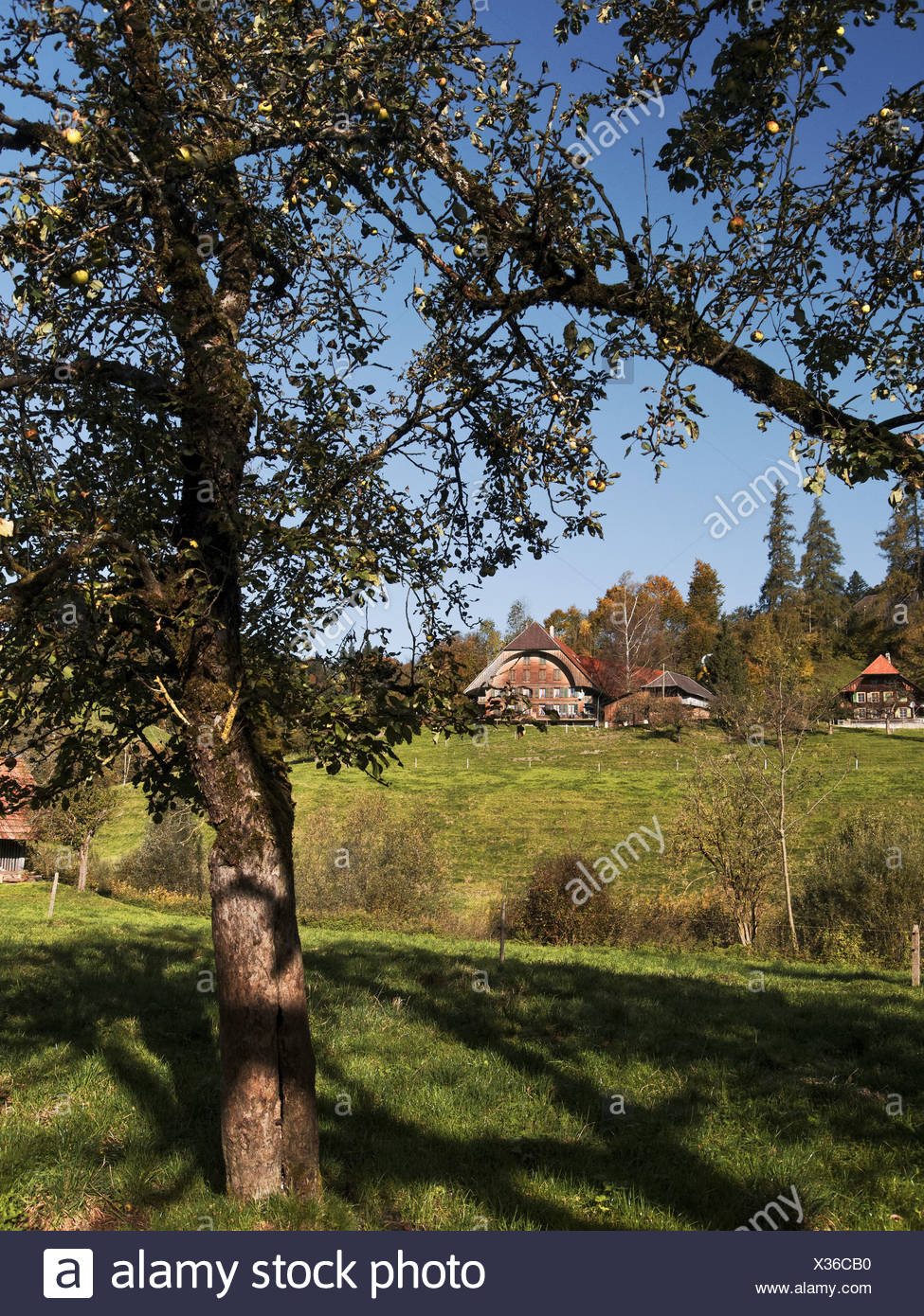 Apple tree, granja, granja, árbol, Emmental, casa, casa, corte, patio, Hofstett, cantón de Berna, Berna, árboles frutales, Suiza, EUR Foto de stock