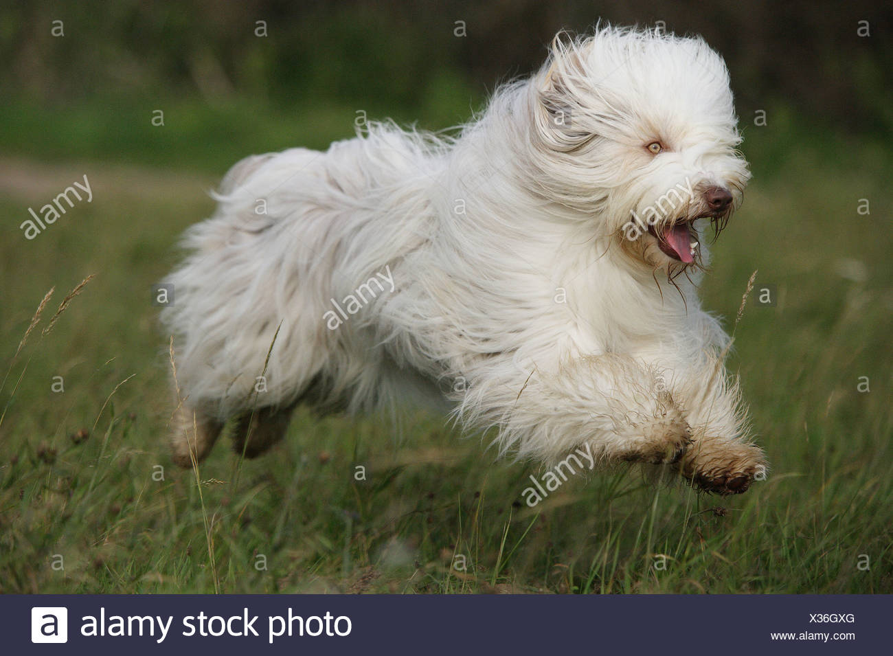 Collie barbudo - FUNCIONAMIENTO EN PRADERA Foto de stock