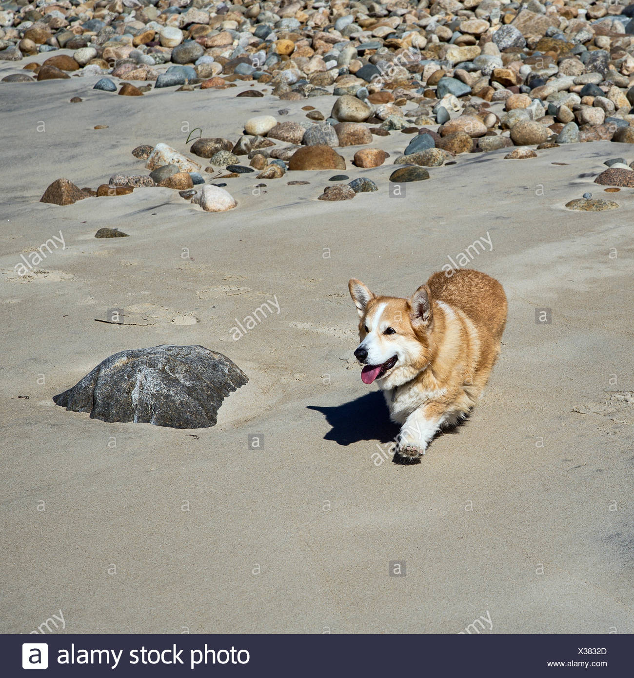 Pembroke Welsh Corgi caminando por la playa. Foto de stock