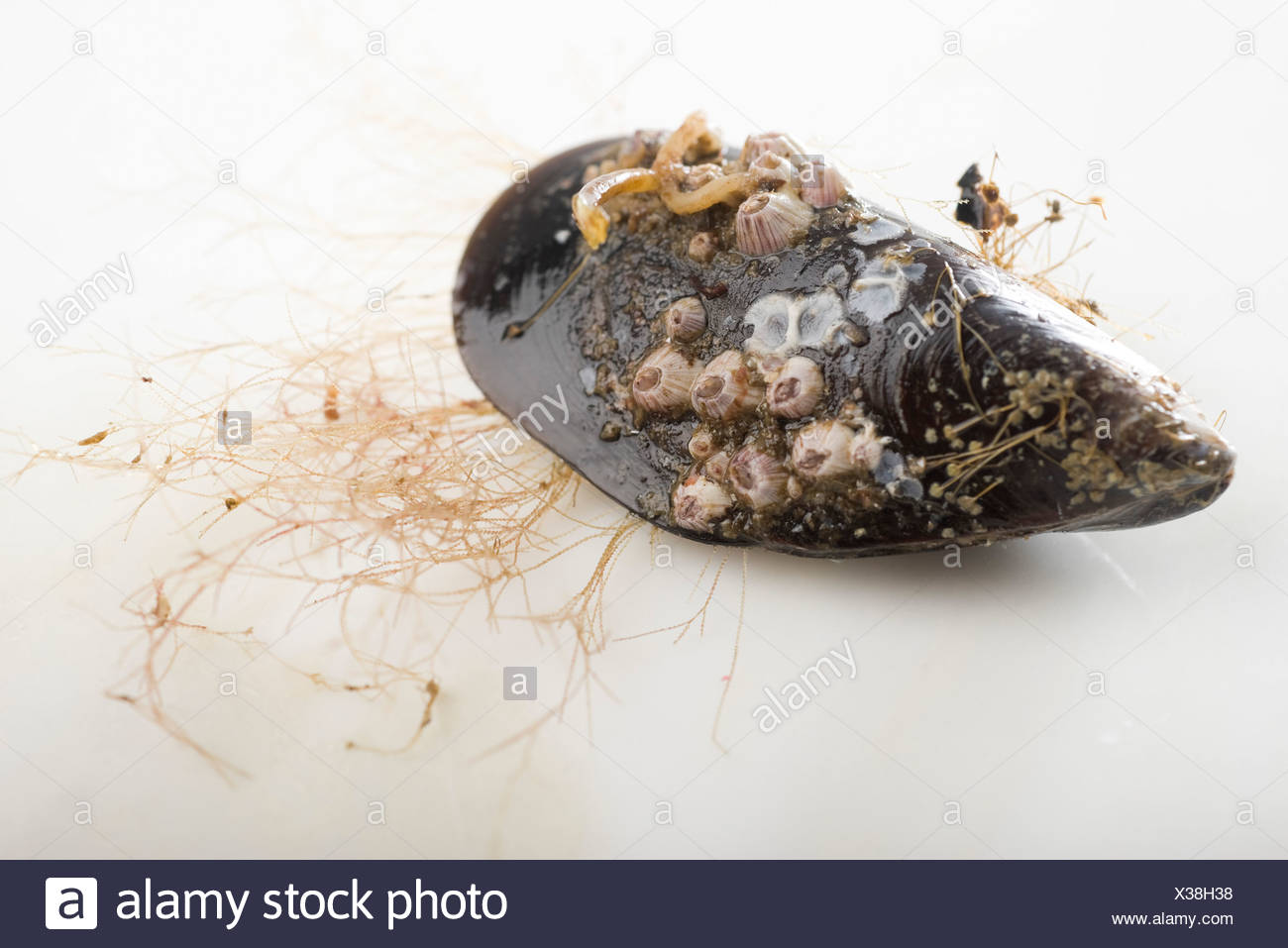 Mejillón fresco cubierto de percebes Foto de stock