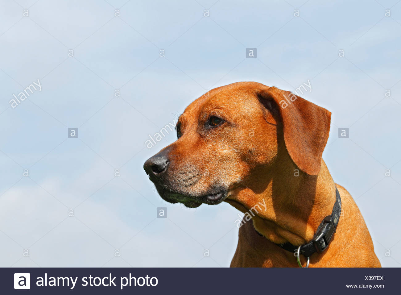 Ridgeback de Rhodesia, hembra del perro (Canis lupus familiaris), Retrato Foto de stock