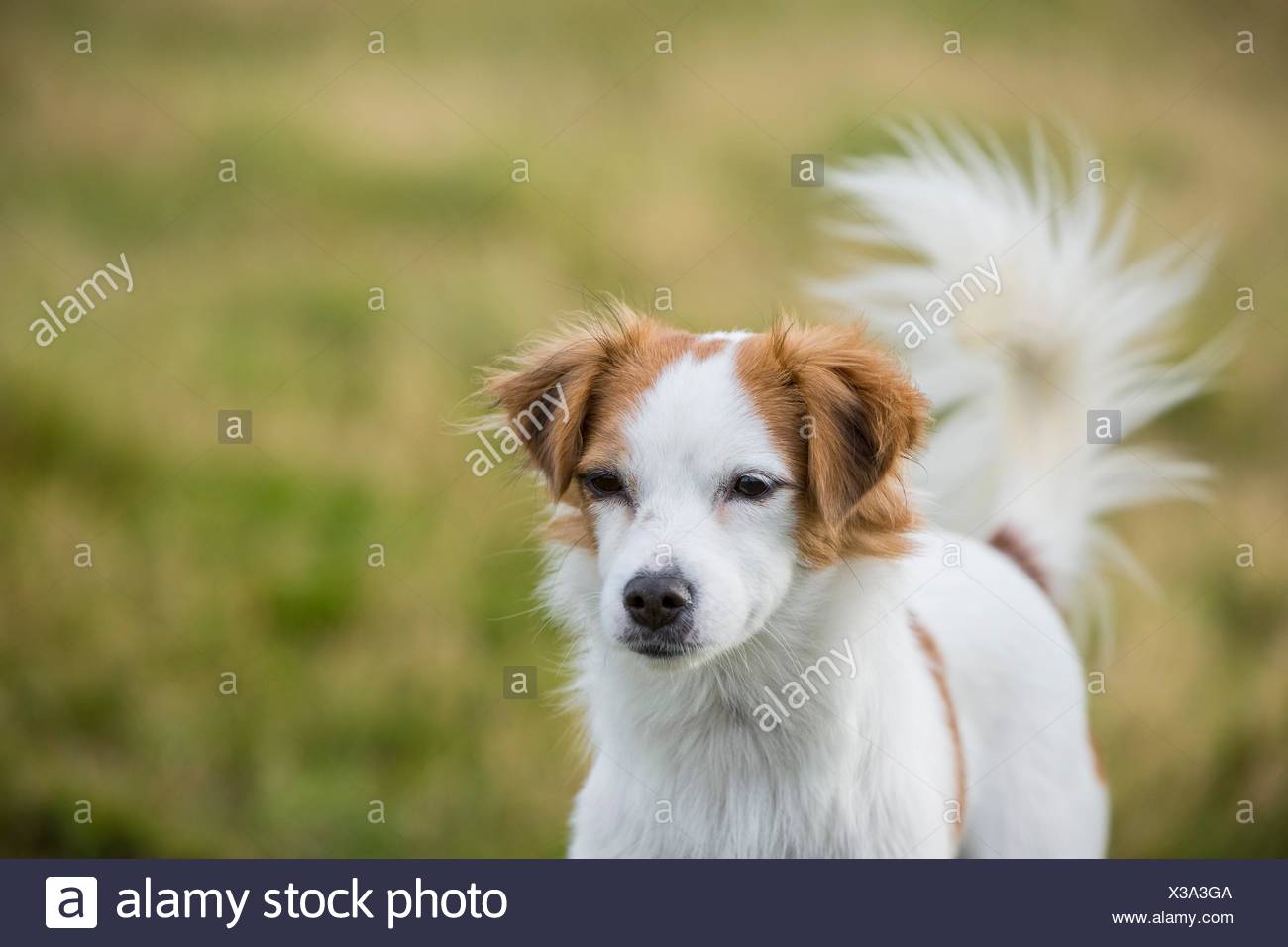 Retrato de mujer mongrel dog Foto de stock