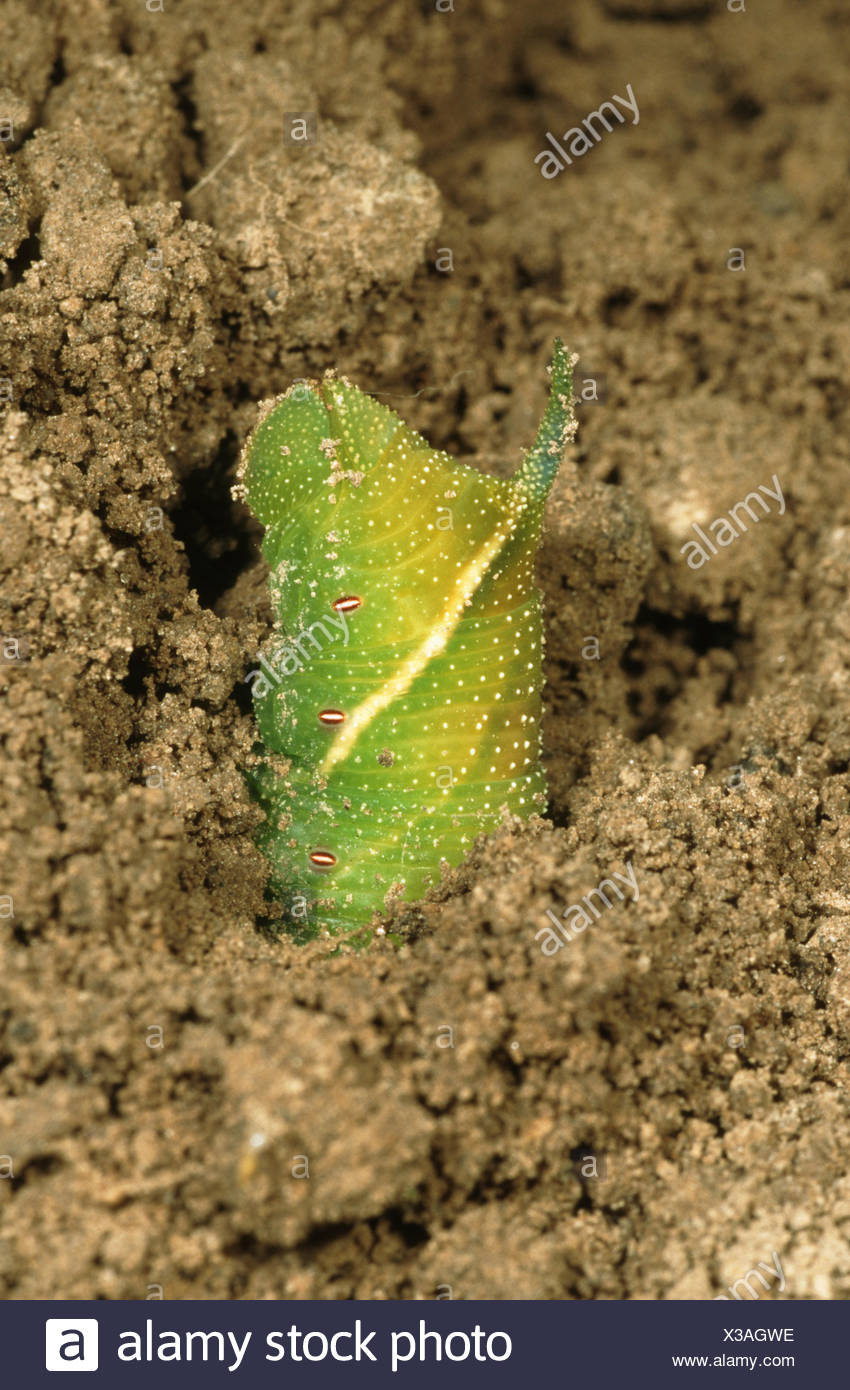 Eyed hawkmoth (Smerinthus ocellata), Caterpillar cavando para pupating, Alemania Foto de stock