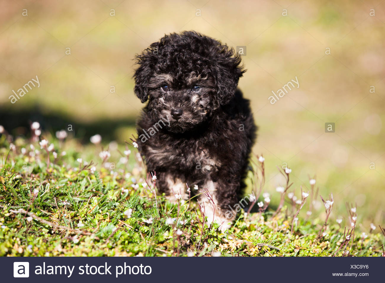 Toy Poodle Puppy Black Tan Fotos E Imagenes De Stock Alamy