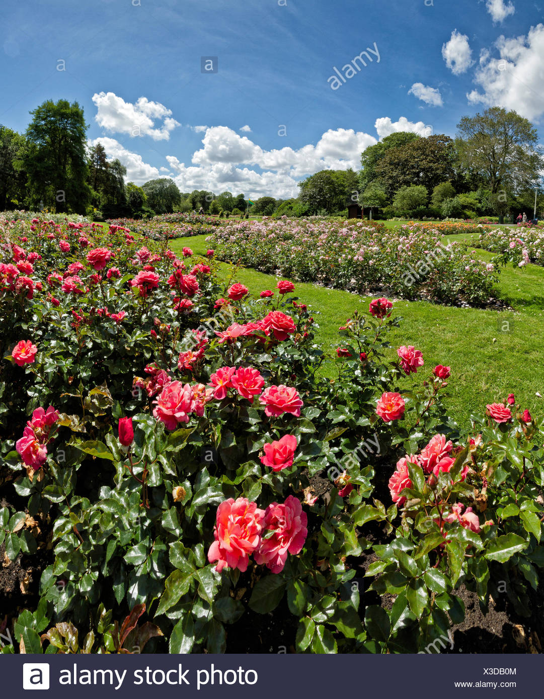Holanda Europa Koog Aan De Zaan Scheveningen Zuid Holland Netherlands Paisajes Flores El Verano El Jardin De Rosas Fotografia De Stock Alamy