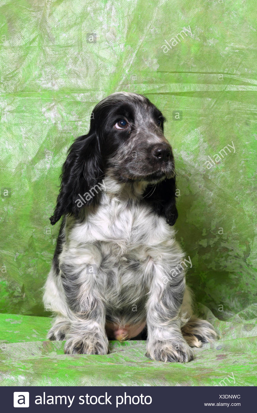 Blanco Y Negro Cachorro Cocker Spaniel Ingles Fotografia De Stock Alamy Blanco Y Negro Cachorro Cocker Spaniel Ingles Fotografia De Stock Alamy