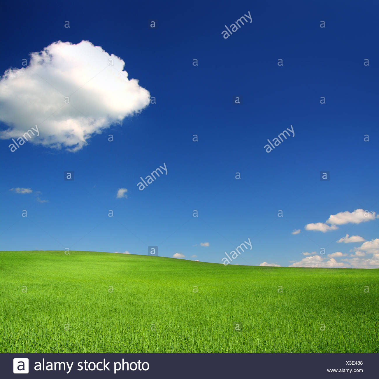 Green Hill con trigo bajo un cielo azul Foto de stock