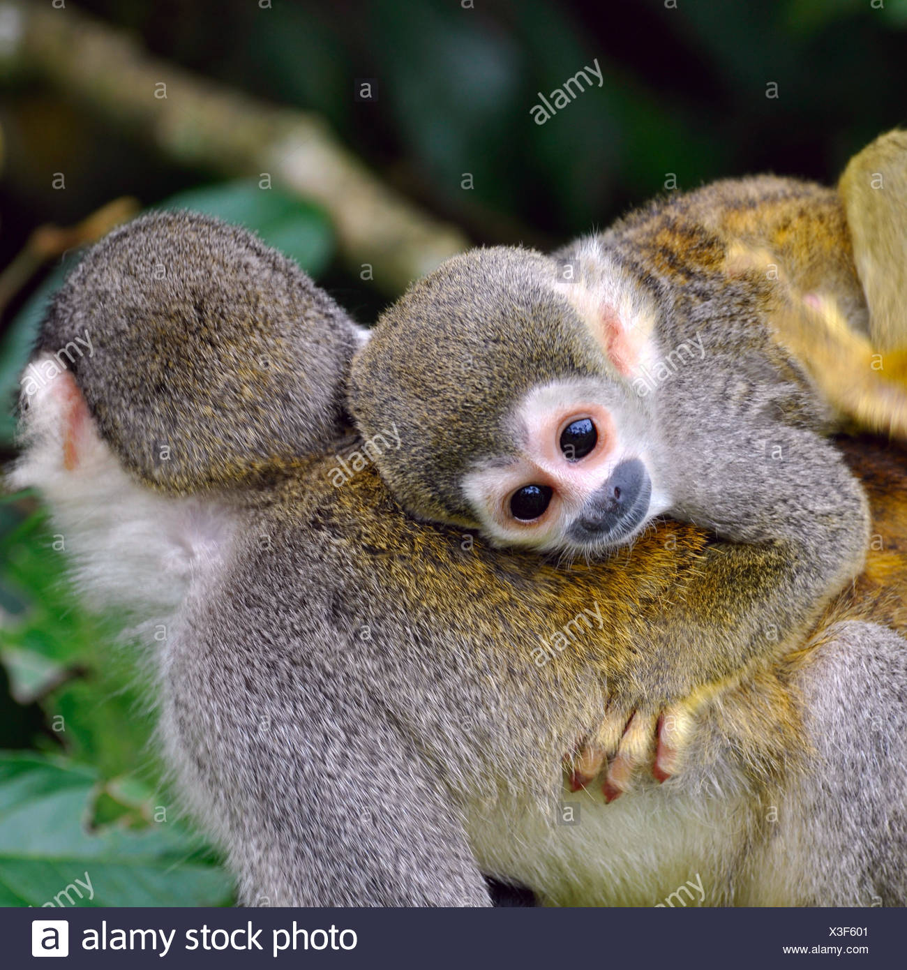 Mono Ardilla Peruana Fotos E Imagenes De Stock Alamy Mono Ardilla Peruana Fotos E Imagenes De Stock Alamy