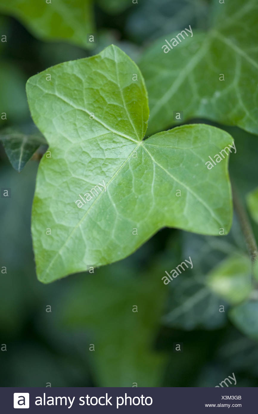 La hiedra común, hedera helix Foto de stock