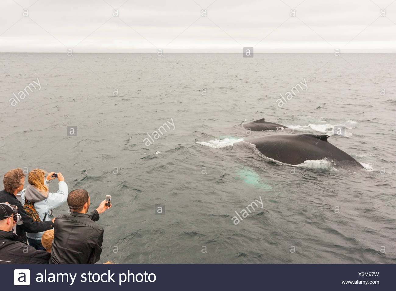 La madre y el ternero Ballenas Jorobadas (Megaptera novaeangliae), y observadores de ballenas, Reserva Ecológica Witless Bay, Newfoundland, Foto de stock